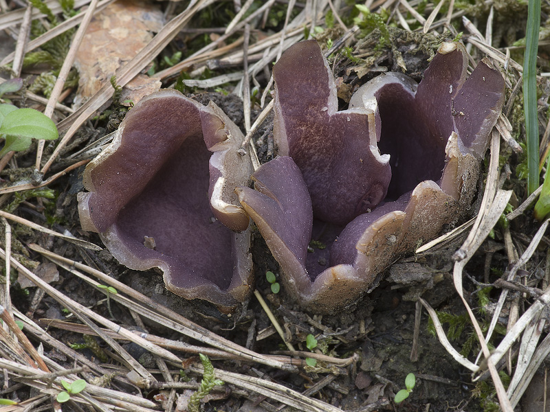 Sarcosphaera coronaria